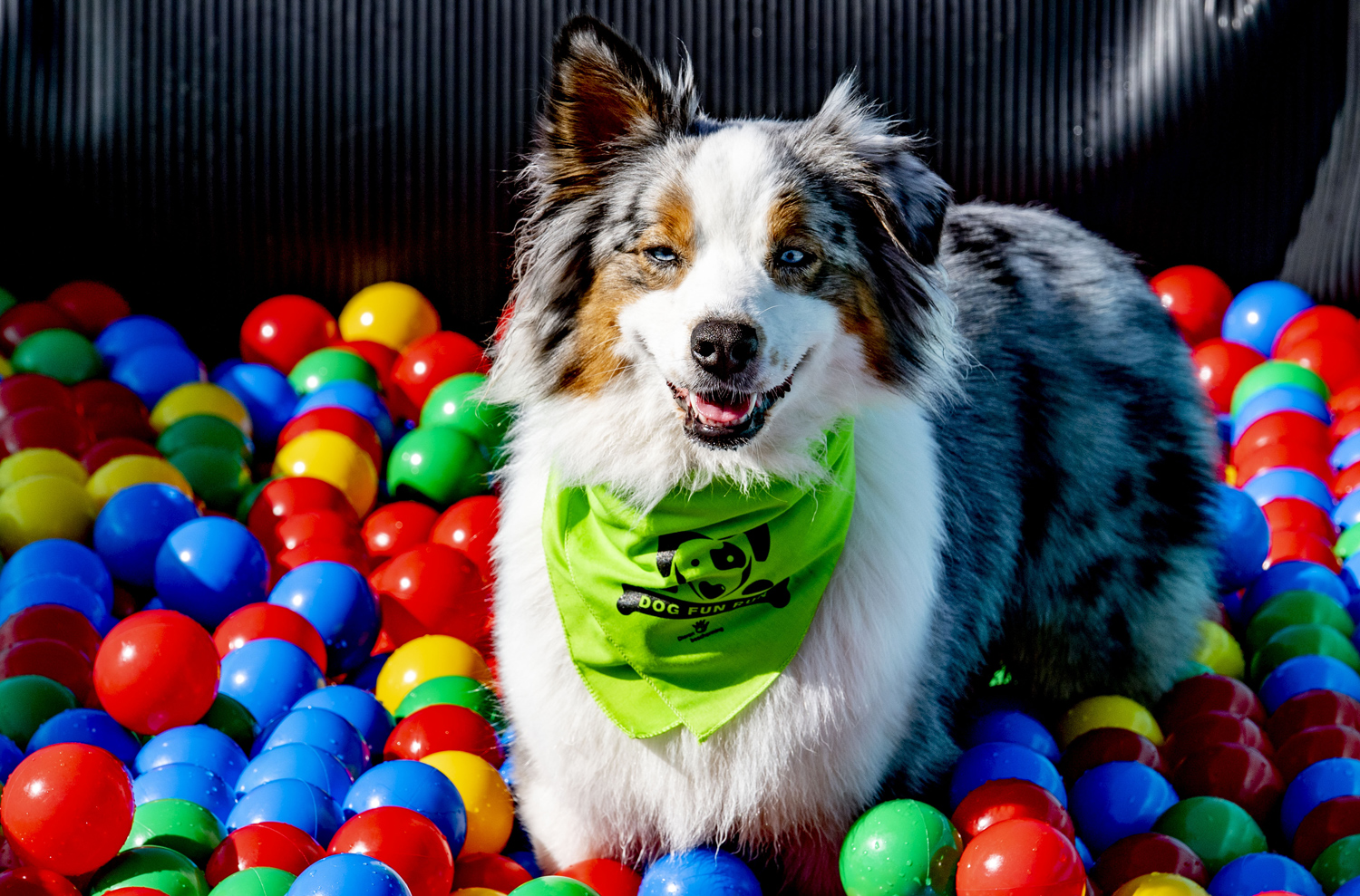 Dog Fun Run – 24 Backyard Dog Run Ideas to Create a Dog-Friendly Oasis ...